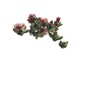 Flower_Faucaria tigrina5